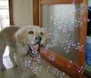 Bubbels.jpg