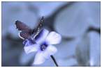 butterfly.jpg