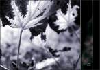 autumn indigo.jpg
