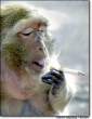 Monkey smoking.jpg