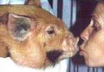pigkiss.jpg