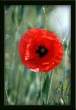 Mohnblume24453.jpg