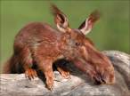 An animal.jpg
