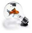 Bulb.jpg