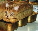 Introducing Breadcat.jpg