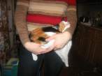 Kitty.jpg