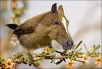 Horsefinch.jpg