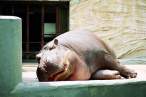 Fat lady.jpg