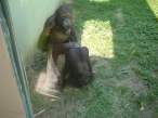 Monkey.jpg