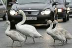 Swan.jpg