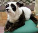 Panda dog.jpg