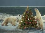 Christmas bears.jpg