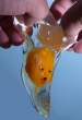 Egg art.jpg