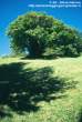 tn_albero_ombra.jpg