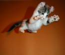 Flying kitty.jpg