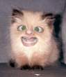 Weee.jpeg