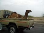 Dromedary.jpg
