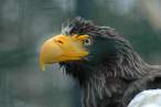 Eagle.jpg