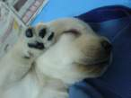 puppy13.jpg