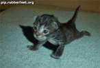 start-day-kitty.gif