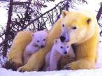 800_-_Polar_Bears-by_RoseBud.jpg