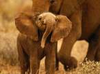 2827241-babyelephant.jpg