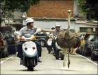 An Ostrich Running from Police.jpg
