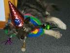 Party on dog.JPG