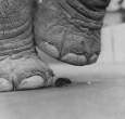 Elephant.jpg