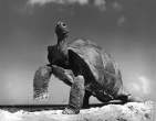 Turtle.jpg