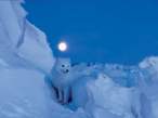 Cold here.jpg