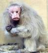 Ugly monkey.jpg