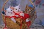 3 kitten in basket.jpg