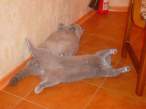 Cats.jpg