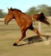Horse.gif