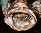 Big mouth.jpg