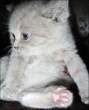 Kitty.jpg