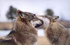 Bite.jpg
