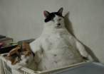 Fat.jpg