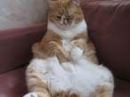fat_cat_4.jpg