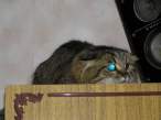 Hard cat.jpg