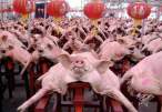 Pigs.jpg