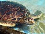 Turtle.jpg