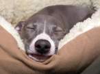 Sleeping puppy.jpg