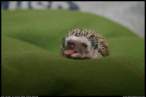 Hedgehog 01.jpg