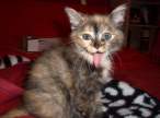 Lick.jpg
