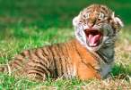 tigercub.jpg