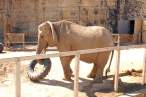 Tired elephant.jpg