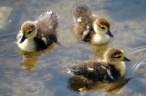 Duckies.jpg