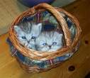 Basket kittens.jpg